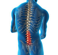 Lumbar Spine Anatomy