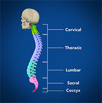 Cervical Spine Anatomy